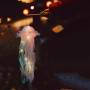 Підвісний світильник-ліхтар 46 см на батарейках у формі Медузи Jellyfish Lamp